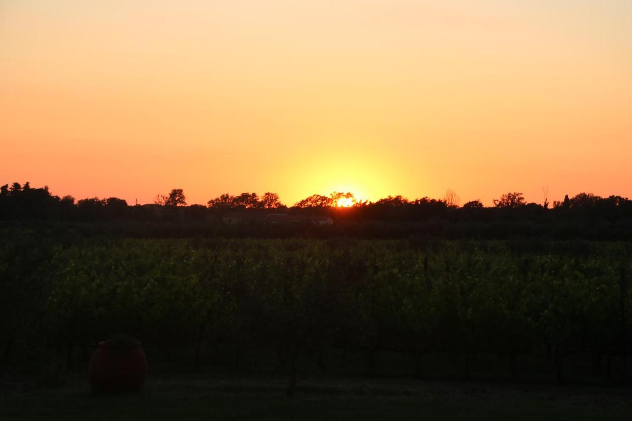 Podere Campo Alle Serpi Bibbona Dış mekan fotoğraf