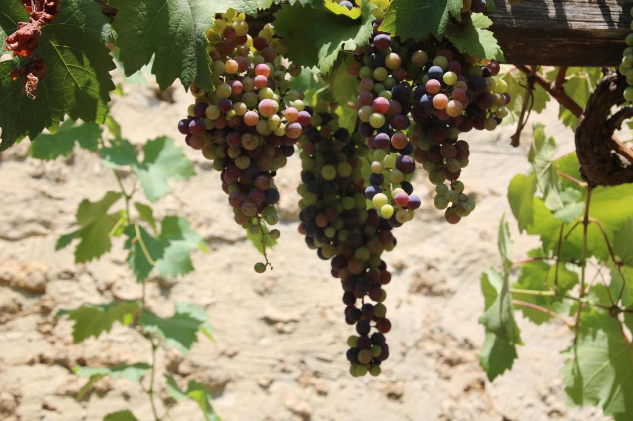 Podere Campo Alle Serpi Bibbona Dış mekan fotoğraf