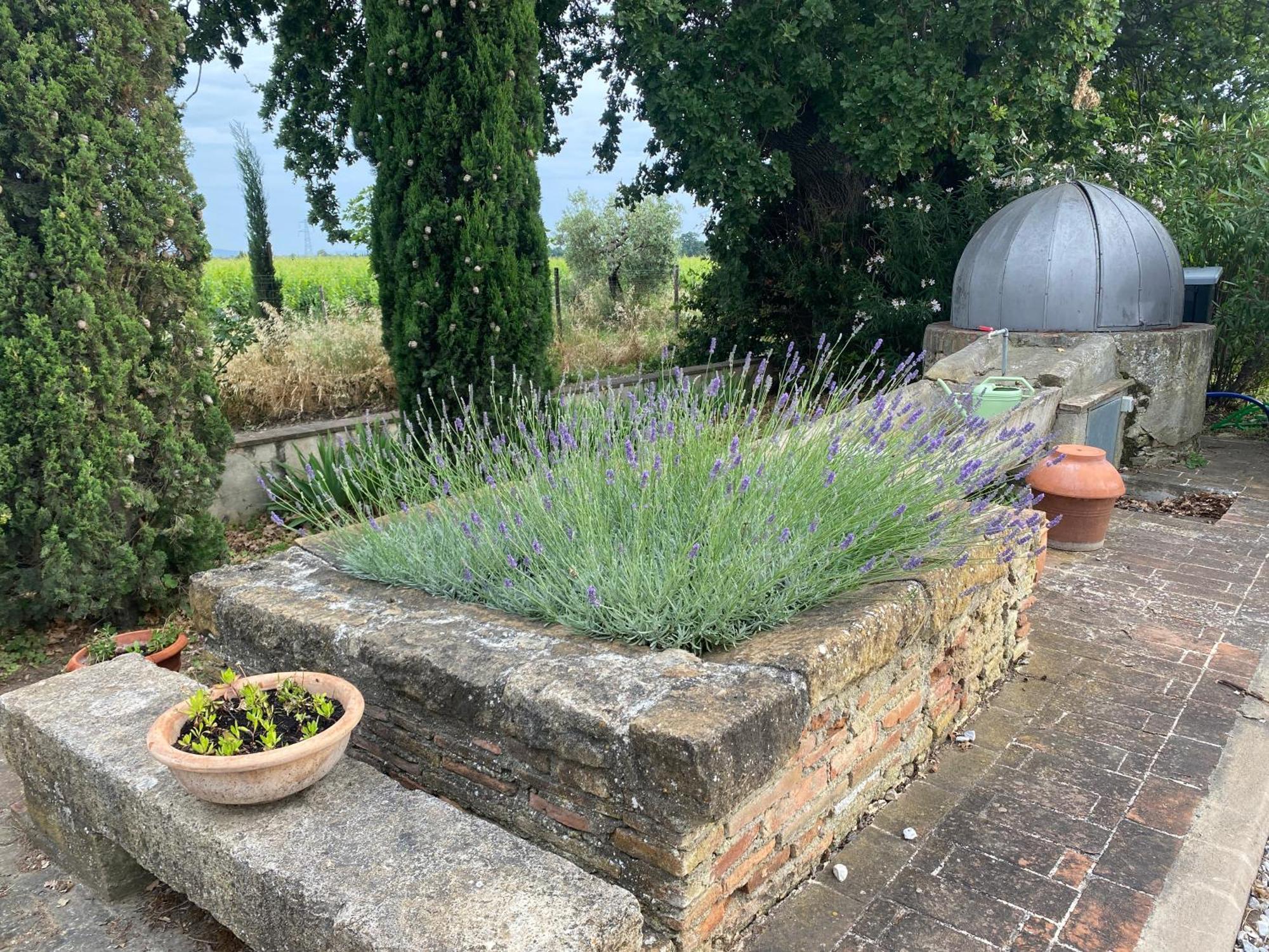 Podere Campo Alle Serpi Bibbona Dış mekan fotoğraf