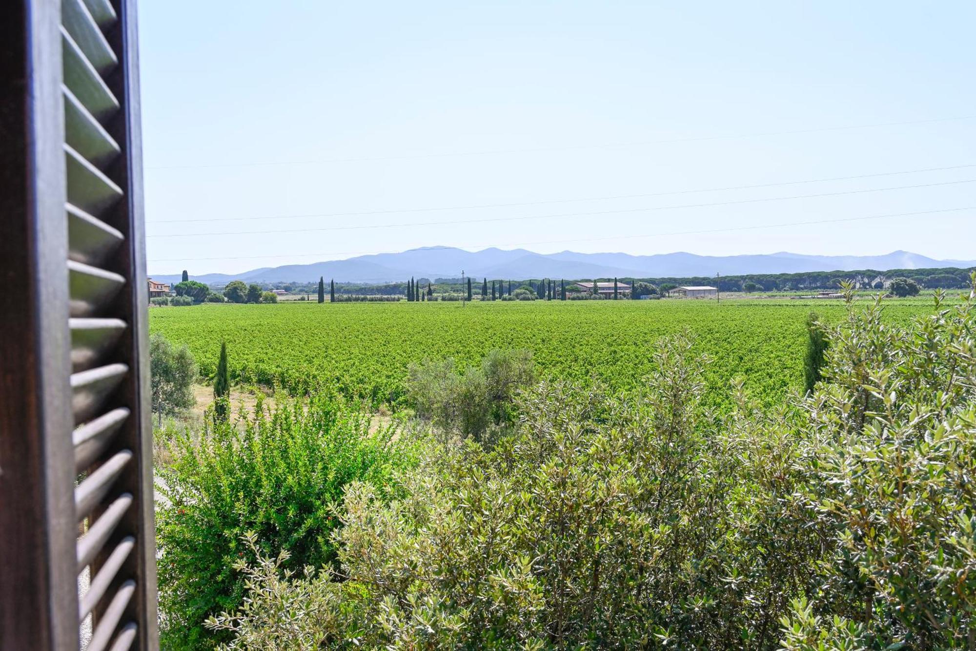 Podere Campo Alle Serpi Bibbona Oda fotoğraf